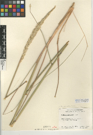  (Calamagrostis koelerioides - CCDB-24954-E12)  @11 [ ] CreativeCommons - Attribution Non-Commercial Share-Alike (2015) SDNHM San Diego Natural History Museum