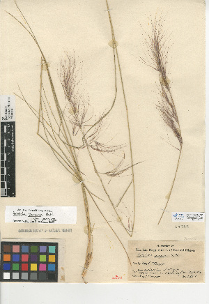  (Aristida purpurea var. purpurea - CCDB-24954-F08)  @11 [ ] CreativeCommons - Attribution Non-Commercial Share-Alike (2015) SDNHM San Diego Natural History Museum