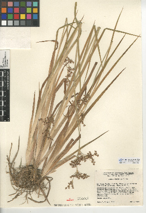  (Juncus xiphioides - CCDB-24954-G02)  @11 [ ] CreativeCommons - Attribution Non-Commercial Share-Alike (2015) SDNHM San Diego Natural History Museum