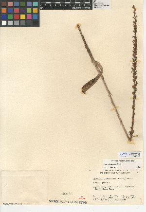  (Piperia leptopetala - CCDB-24954-G05)  @11 [ ] CreativeCommons - Attribution Non-Commercial Share-Alike (2015) SDNHM San Diego Natural History Museum