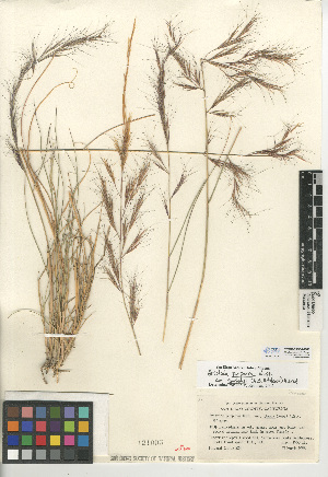  (Aristida purpurea var. parishii - CCDB-24954-G08)  @11 [ ] CreativeCommons - Attribution Non-Commercial Share-Alike (2015) SDNHM San Diego Natural History Museum
