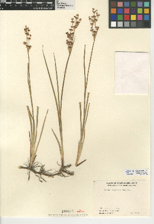  (Juncus oxymeris - CCDB-24954-H01)  @11 [ ] CreativeCommons - Attribution Non-Commercial Share-Alike (2015) SDNHM San Diego Natural History Museum