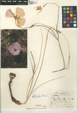  (Calochortus splendens - CCDB-24954-H03)  @11 [ ] CreativeCommons - Attribution Non-Commercial Share-Alike (2015) SDNHM San Diego Natural History Museum