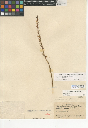  (Piperia elongata - CCDB-24954-H05)  @11 [ ] CreativeCommons - Attribution Non-Commercial Share-Alike (2015) SDNHM San Diego Natural History Museum