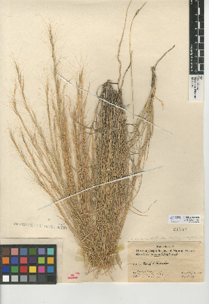  (Aristida purpurea var. nealleyi - CCDB-24954-H08)  @11 [ ] CreativeCommons - Attribution Non-Commercial Share-Alike (2015) SDNHM San Diego Natural History Museum