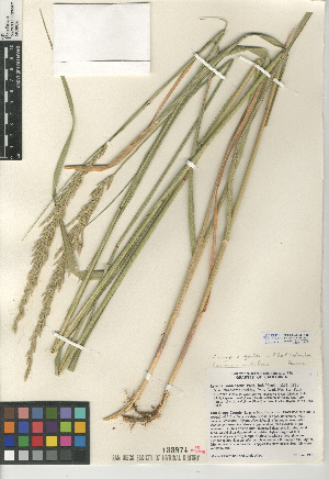  (Elymus x gouldii - CCDB-24955-A05)  @11 [ ] CreativeCommons - Attribution Non-Commercial Share-Alike (2015) SDNHM San Diego Natural History Museum