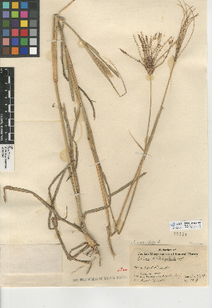  (Eustachys distichophylla - CCDB-24955-A07)  @11 [ ] CreativeCommons - Attribution Non-Commercial Share-Alike (2015) SDNHM San Diego Natural History Museum