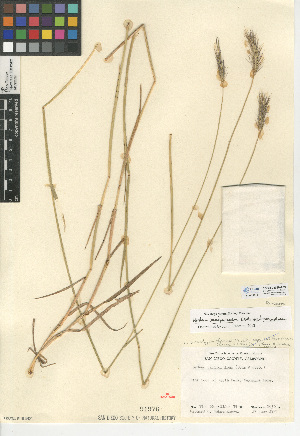  (Hordeum brachyantherum subsp. brachyantherum - CCDB-24955-A09)  @11 [ ] CreativeCommons - Attribution Non-Commercial Share-Alike (2015) SDNHM San Diego Natural History Museum