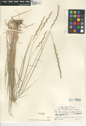  (Elymus glaucus subsp. virescens - CCDB-24955-B05)  @11 [ ] CreativeCommons - Attribution Non-Commercial Share-Alike (2015) SDNHM San Diego Natural History Museum