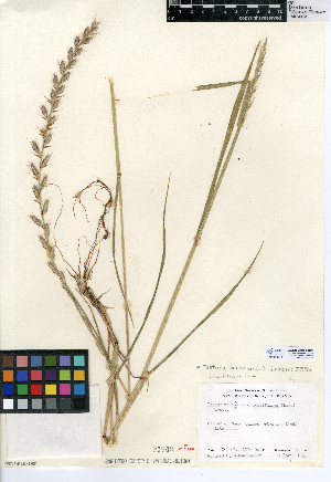  (Festuca perennis - CCDB-24955-B08)  @11 [ ] CreativeCommons - Attribution Non-Commercial Share-Alike (2015) SDNHM San Diego Natural History Museum