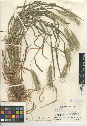  (Hordeum murinum subsp. leporinum - CCDB-24955-B10)  @11 [ ] CreativeCommons - Attribution Non-Commercial Share-Alike (2015) SDNHM San Diego Natural History Museum