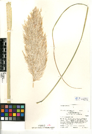 (Cortaderia jubata - CCDB-24955-C01)  @11 [ ] CreativeCommons - Attribution Non-Commercial Share-Alike (2015) SDNHM San Diego Natural History Museum