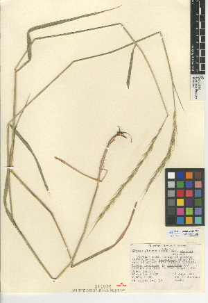  (Elymus glaucus subsp. glaucus - CCDB-24955-C05)  @11 [ ] CreativeCommons - Attribution Non-Commercial Share-Alike (2015) SDNHM San Diego Natural History Museum