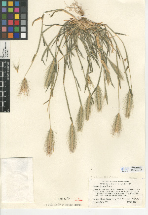  (Hordeum murinum subsp. glaucum - CCDB-24955-C10)  @11 [ ] CreativeCommons - Attribution Non-Commercial Share-Alike (2015) SDNHM San Diego Natural History Museum