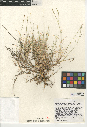  (Muhlenbergia richardsonis - CCDB-24955-C12)  @11 [ ] CreativeCommons - Attribution Non-Commercial Share-Alike (2015) SDNHM San Diego Natural History Museum