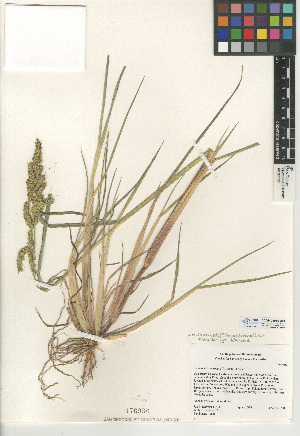  (Echinochloa muricata var. microstachya - CCDB-24955-D04)  @11 [ ] CreativeCommons - Attribution Non-Commercial Share-Alike (2015) SDNHM San Diego Natural History Museum