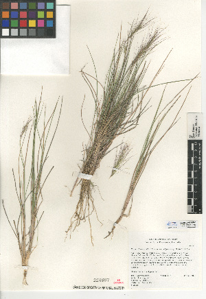  (Elymus elymoides var. californicus - CCDB-24955-D05)  @11 [ ] CreativeCommons - Attribution Non-Commercial Share-Alike (2015) SDNHM San Diego Natural History Museum