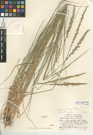  (Elymus triticoides - CCDB-24955-D06)  @11 [ ] CreativeCommons - Attribution Non-Commercial Share-Alike (2015) SDNHM San Diego Natural History Museum