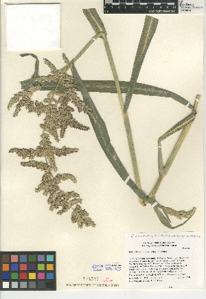  (Echinochloa crus-pavonis var. crus-pavonis - CCDB-24955-E04)  @11 [ ] CreativeCommons - Attribution Non-Commercial Share-Alike (2015) SDNHM San Diego Natural History Museum