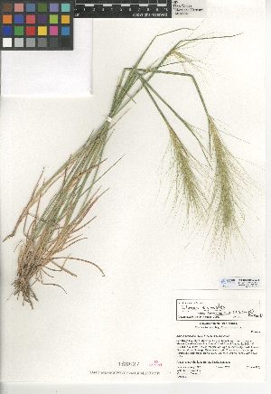  (Elymus elymoides var. brevifolius - CCDB-24955-E05)  @11 [ ] CreativeCommons - Attribution Non-Commercial Share-Alike (2015) SDNHM San Diego Natural History Museum
