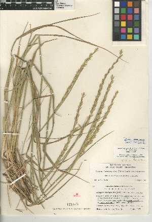  (Elymus trachycaulus subsp. trachycaulus - CCDB-24955-E06)  @11 [ ] CreativeCommons - Attribution Non-Commercial Share-Alike (2015) SDNHM San Diego Natural History Museum