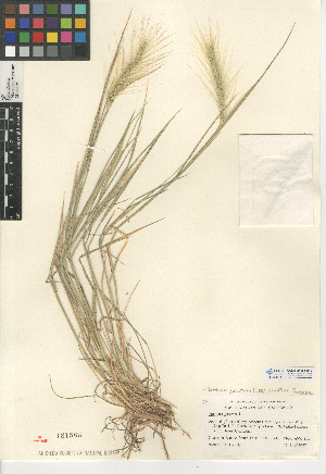  (Hordeum jubatum subsp. jubatum - CCDB-24955-E10)  @11 [ ] CreativeCommons - Attribution Non-Commercial Share-Alike (2015) SDNHM San Diego Natural History Museum