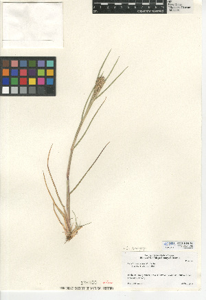  (Cenchrus spinifex - CCDB-24955-F01)  @11 [ ] CreativeCommons - Attribution Non-Commercial Share-Alike (2015) SDNHM San Diego Natural History Museum