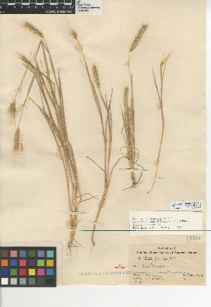  (Hordeum intercedens - CCDB-24955-F10)  @11 [ ] CreativeCommons - Attribution Non-Commercial Share-Alike (2015) SDNHM San Diego Natural History Museum