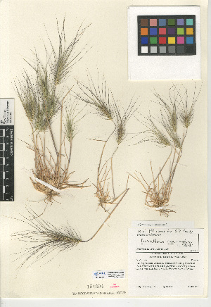  (Elymus caput-medusae - CCDB-24955-G05)  @11 [ ] CreativeCommons - Attribution Non-Commercial Share-Alike (2015) SDNHM San Diego Natural History Museum