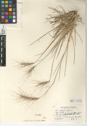  (Elymus multisetus - CCDB-24955-G06)  @11 [ ] CreativeCommons - Attribution Non-Commercial Share-Alike (2015) SDNHM San Diego Natural History Museum