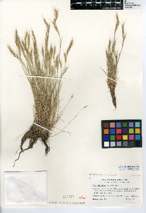 (Festuca bromoides - CCDB-24955-G08)  @11 [ ] CreativeCommons - Attribution Non-Commercial Share-Alike (2015) SDNHM San Diego Natural History Museum
