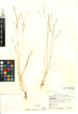  (Deschampsia danthonioides - CCDB-24955-H03)  @11 [ ] CreativeCommons - Attribution Non-Commercial Share-Alike (2015) SDNHM San Diego Natural History Museum