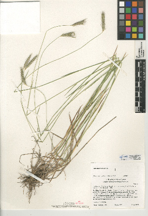  (Hordeum brachyantherum subsp. californicum - CCDB-24955-H10)  @11 [ ] CreativeCommons - Attribution Non-Commercial Share-Alike (2015) SDNHM San Diego Natural History Museum