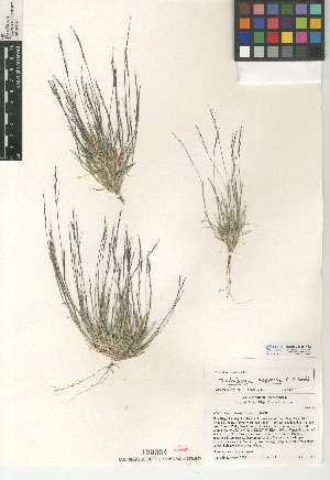  (Muhlenbergia appressa - CCDB-24955-H12)  @11 [ ] CreativeCommons - Attribution Non-Commercial Share-Alike (2015) SDNHM San Diego Natural History Museum