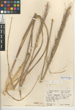  (Stipa coronata - CCDB-24956-A07)  @11 [ ] CreativeCommons - Attribution Non-Commercial Share-Alike (2015) SDNHM San Diego Natural History Museum