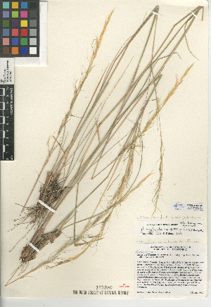  (Stipa occidentalis var. pubescens - CCDB-24956-A08)  @11 [ ] CreativeCommons - Attribution Non-Commercial Share-Alike (2015) SDNHM San Diego Natural History Museum