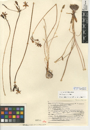  (Brodiaea filifolia - CCDB-24956-A11)  @11 [ ] CreativeCommons - Attribution Non-Commercial Share-Alike (2015) SDNHM San Diego Natural History Museum