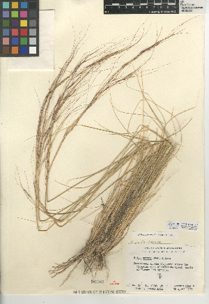  (Stipa cernua - CCDB-24956-B07)  @11 [ ] CreativeCommons - Attribution Non-Commercial Share-Alike (2015) SDNHM San Diego Natural History Museum