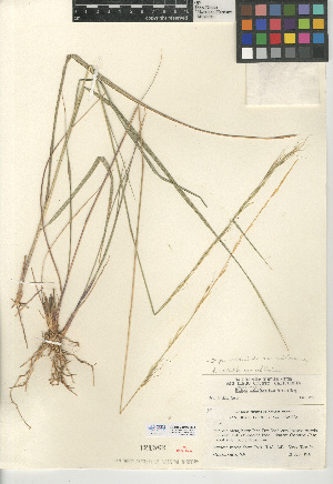  (Stipa occidentalis var. californica - CCDB-24956-B08)  @11 [ ] CreativeCommons - Attribution Non-Commercial Share-Alike (2015) SDNHM San Diego Natural History Museum