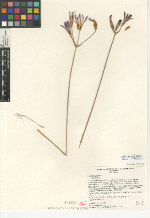  (Brodiaea elegans subsp. elegans - CCDB-24956-B11)  @11 [ ] CreativeCommons - Attribution Non-Commercial Share-Alike (2015) SDNHM San Diego Natural History Museum