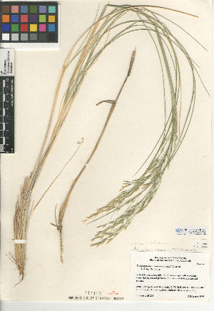 (Stipa X bloomeri - CCDB-24956-C07)  @11 [ ] CreativeCommons - Attribution Non-Commercial Share-Alike (2015) SDNHM San Diego Natural History Museum