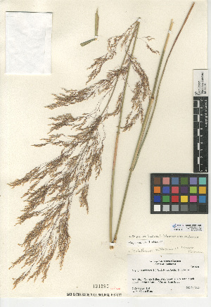  (Stipa miliacea var. miliacea - CCDB-24956-C08)  @11 [ ] CreativeCommons - Attribution Non-Commercial Share-Alike (2015) SDNHM San Diego Natural History Museum