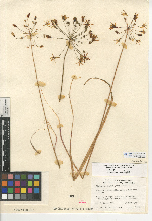 (Bloomeria crocea var. crocea - CCDB-24956-C11)  @11 [ ] CreativeCommons - Attribution Non-Commercial Share-Alike (2015) SDNHM San Diego Natural History Museum