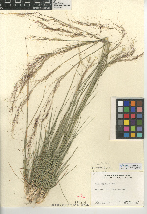  (Stipa lepida - CCDB-24956-D08)  @11 [ ] CreativeCommons - Attribution Non-Commercial Share-Alike (2015) SDNHM San Diego Natural History Museum