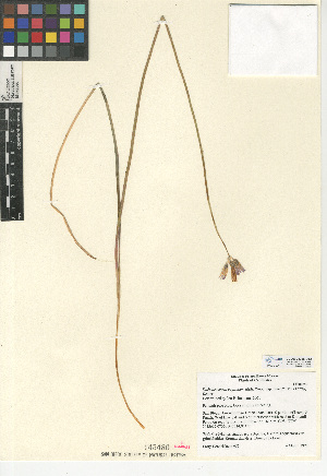  (Dichelostemma capitatum subsp. pauciflorum - CCDB-24956-D12)  @11 [ ] CreativeCommons - Attribution Non-Commercial Share-Alike (2015) SDNHM San Diego Natural History Museum