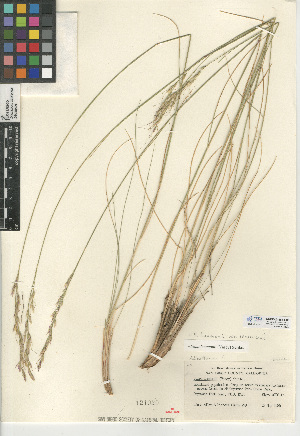  (Stipa lemmonii var. lemmonii - CCDB-24956-E08)  @11 [ ] CreativeCommons - Attribution Non-Commercial Share-Alike (2015) SDNHM San Diego Natural History Museum