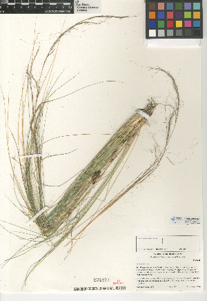  (Stipa tenuissima - CCDB-24956-E09)  @11 [ ] CreativeCommons - Attribution Non-Commercial Share-Alike (2015) SDNHM San Diego Natural History Museum