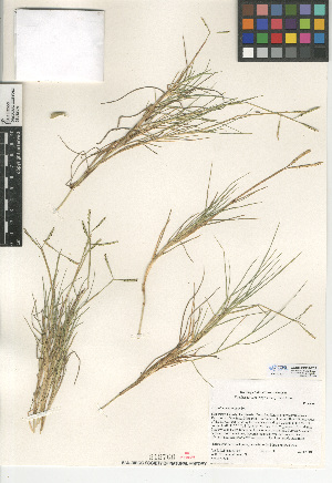  (Paspalum vaginatum - CCDB-24956-F02)  @11 [ ] CreativeCommons - Attribution Non-Commercial Share-Alike (2015) SDNHM San Diego Natural History Museum