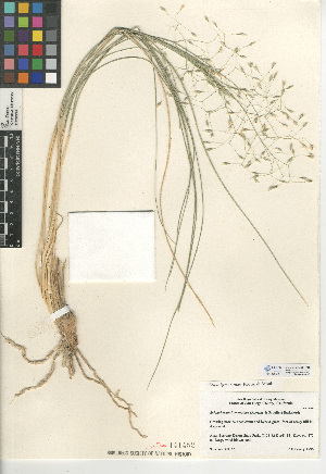  (Stipa hymenoides - CCDB-24956-F08)  @11 [ ] CreativeCommons - Attribution Non-Commercial Share-Alike (2015) SDNHM San Diego Natural History Museum