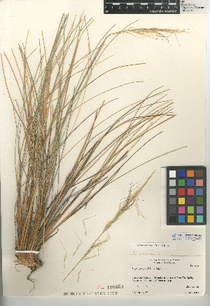  (Stipa speciosa - CCDB-24956-F09)  @11 [ ] CreativeCommons - Attribution Non-Commercial Share-Alike (2015) SDNHM San Diego Natural History Museum